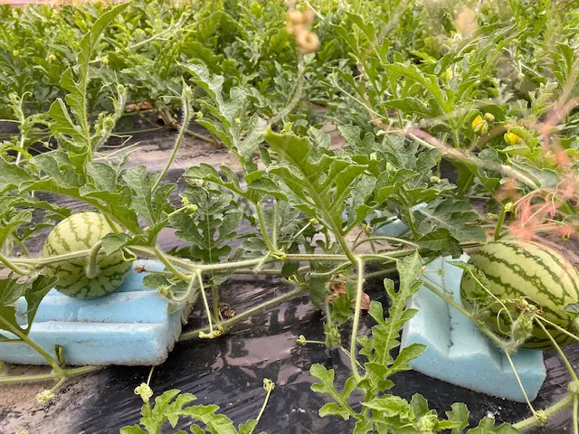 くりやま建築士事務所 岐阜県羽島市 デザイン 木造建築 くりやま建築士事務所 岐阜県羽島市 デザイン 木造建築